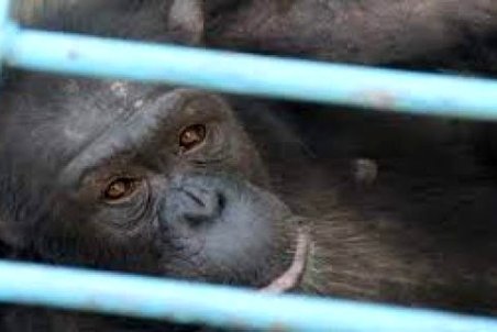 علت مرگ شامپانزه‌ ۱۸ ساله پارک ارم هنوز مشخص نشده است