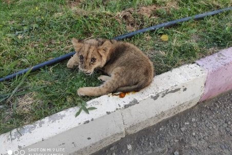 کشف یک قلاده توله شیر در مرز بانه