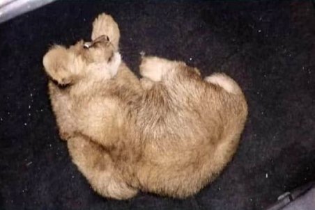 انتقال توله شیر کشف شده به پارک پردیسان/ تشکیل پرونده برای متخلفان سوزاندن یک خرس مادر و توله اش