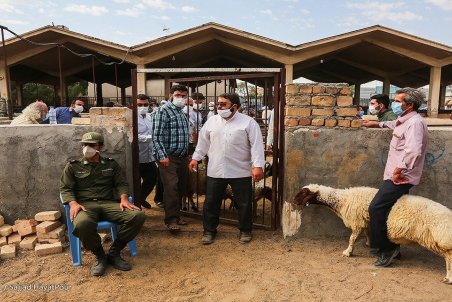 عرضه گوسفند ایرانی ۲ برابر قیمت واقعی به کشور‌های عربی؛ نرخ هر کیلو دام سبک ۴۵ هزار تومان