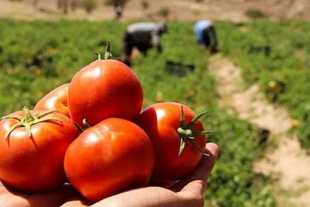 آرامش به بازار پیاز و گوجه فرنگی بر می‌گردد