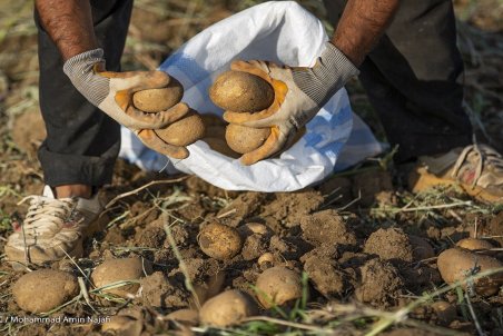 اختلال در حمل‌ونقل، قیمت سیب زمینی را بالا برد
