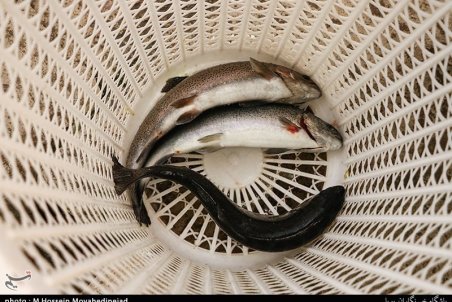 پیشرفت ۹۵ درصدی پروژه بازار ماهی‌فروشان بندرانزلی؛ ۱۰۰ میلیون انواع ماهیان بومی سالانه در دریای خزر رهاسازی می‌شود