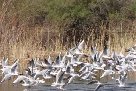 وضعیت بیماری آنفلوآنزای فوق حاد پرندگان مهاجر در تالاب‌های استان اردبیل پایش می‌شود