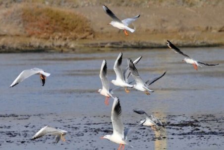 گزارشی از شیوع آنفلوانزای پرندگان در اردبیل نداریم