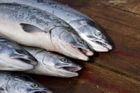 اختلاف ۴۰ درصدی قیمت ماهی از مزرعه تا بازار؛ کمبودی در عرضه ماهی نداریم