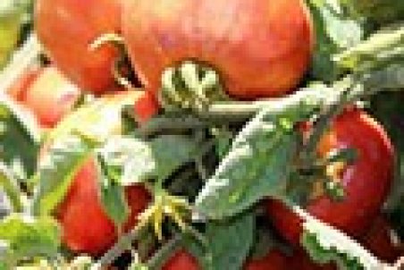 قیمت گوجه‌فرنگی به ۱۴هزار تومان رسید