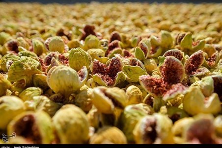 قاچاق انجیر ایران به چین به دلیل تعرفه‌ بالای صادراتی