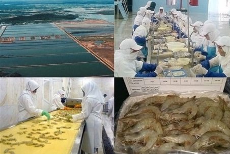 ۲۰ هزار تن میگوی پرورشی از استخرهای ساحلی استان بوشهر برداشت شد