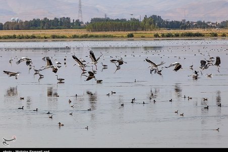 شکار در اردبیل ممنوع شد/ بدون هیچ اغماضی با شکارچیان متخلف برخورد می‌کنیم