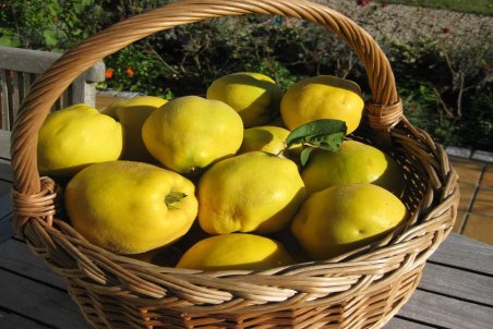 خواص شگفت‌انگیز به؛ از رفع وسواس تا درمان سرفه