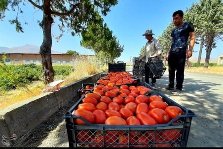 گوجه فرنگی تا ۲۰ روز آینده ارزان می‌شود