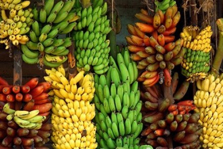 ﻿ آیا خواص موز را می دانید؟