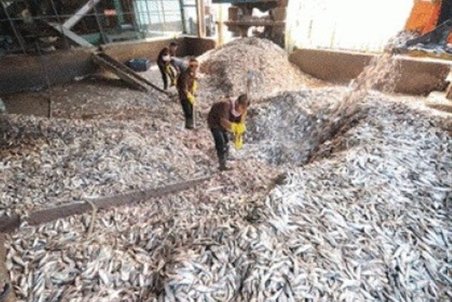 دلایل فوت ۵ کارگر شرکت پودرماهی قشم پس از یک ماه مشخص شد