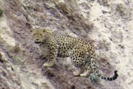 فیلم: مشاهده پلنگ در اصفهان