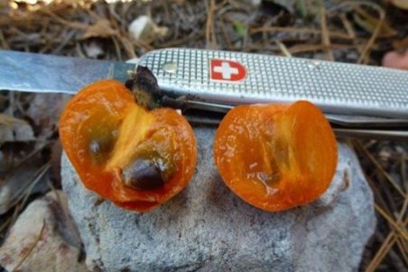 ﻿ آموزش کاشت هسته خرمالو