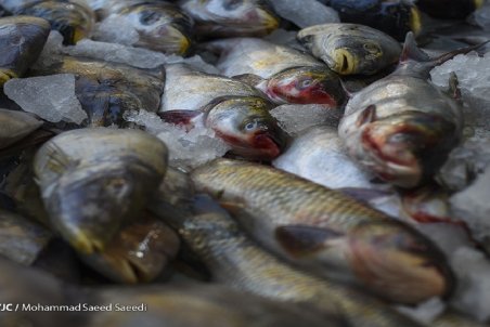 کمبودی در عرضه ماهی نداریم؛ سودجویی دلالان در سایه غفلت دستگاه‌های مسئول