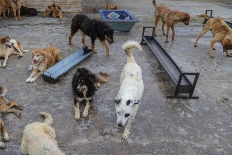 گزارشی متفاوت درباره سگ‌ها؛ به سگ‌های ولگرد غذا ندهید!