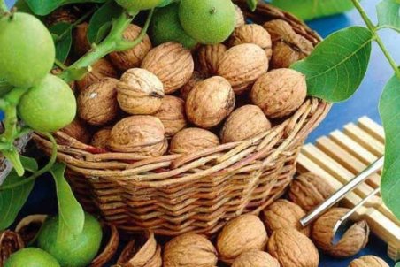 مضرات و فواید گردو که از آنها بی خبرید +دستورالعمل مصرف روزانه