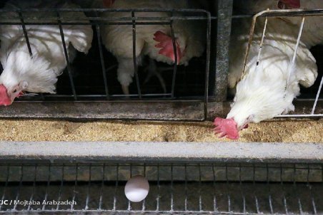 مرغ پرچم‌دار گرانی‌ها در بازار؛ تولیدکننده و مصرف‌کننده هردو ناراضی!