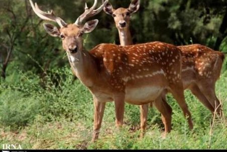 ماجرای انتقال گوزن‌های ایرانی به اسرائیل