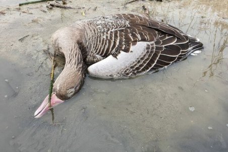 جمع‌آوری ۴۵ لاشه پرنده مبتلا به آنفلوآنزای فوق حاد پرندگان از تالاب میقان