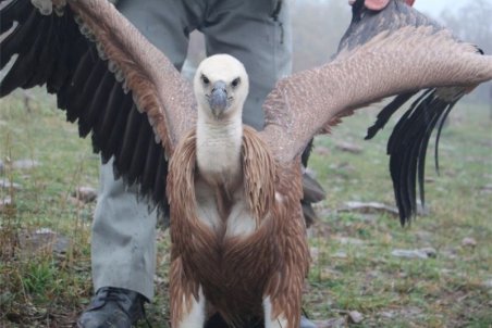 گونه در معرض انقراض «کرکس سیاه» در استان گیلان رهاسازی شد