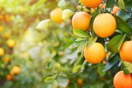 پرتقال به علت صادرات بی رویه گران شد