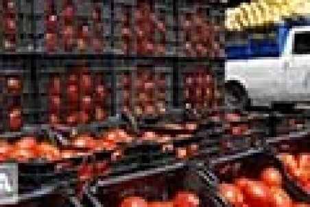 قیمت گوجه کاهش یافت