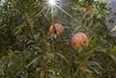 دلال‌ها جلوی عرضه انار را گرفتند