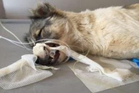 زن "سگ آزار" دستگیر شد