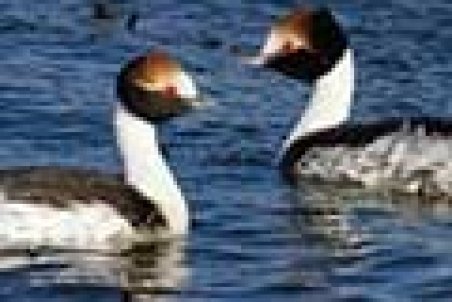 ماجرای مرگ ۴۰۱پرنده در تالاب میقان چیست؟