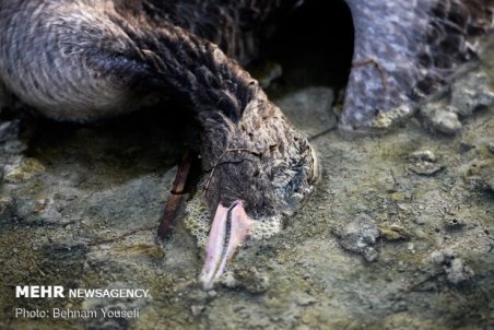 جمع آوری لاشه ۴۰۱ قطعه پرنده از تالاب میقان اراک