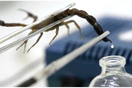 تجارت با سم نیش عقرب؛ سلاح کژدم