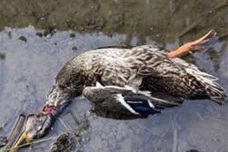 کرمانشاه فعلا از آنفلوآنزای پرندگان پاک است