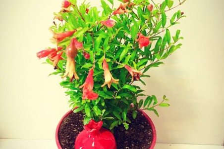 آموزش کاشت درخت انار و شرایط نگهداری از آن