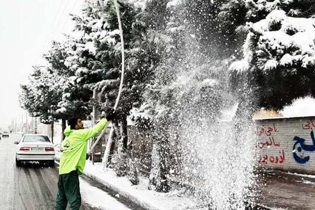 هیچ آسیبی به درختان شهر کرج وارد نشده است