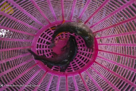 کمبودی در عرضه ماهی شب یلدا نداریم؛ حباب ۵۰ درصدی قیمت ماهی در بازار