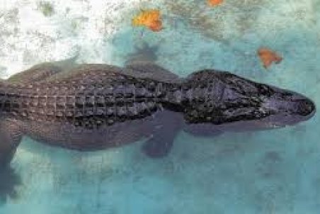 مشاهده رد پای تمساح در دریاچه چیتگر!