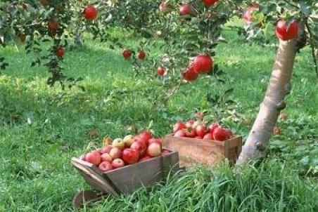 مشکلی در تامین سیب و پرتقال شب عید نداریم