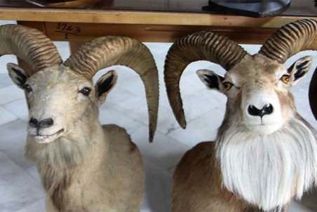 باید با خرید و فروش حیوانات تاکسیدرمی برخورد شود