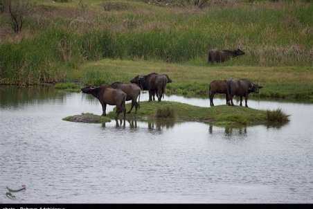 هر‌گونه صید و شکار در استان اردبیل ممنوع اعلام شد‌