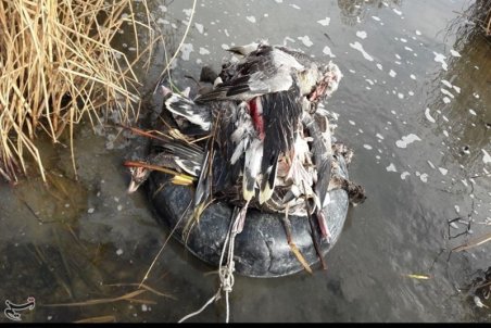 آخرین وضعیت آنفلوآنزای پرندگان/ تأیید جمع‌آوری بیش از ۱۲۰۰ لاشه