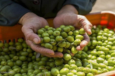 ثبات قیمت زیتون در بازار؛ نرخ هر شیشه زیتون ۸۵ هزار تومان