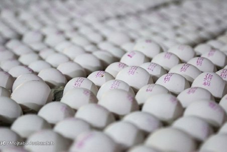 افت ۳۰ درصدی تولید تخم مرغ/ قیمت هر کیلو تخم‌مرغ درب مرغداری ۱۶ هزار تومان