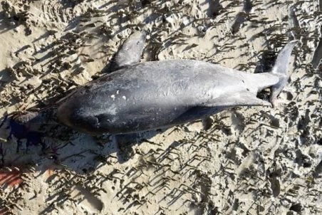 کشف لاشه یک دلفین در بندرخمیر