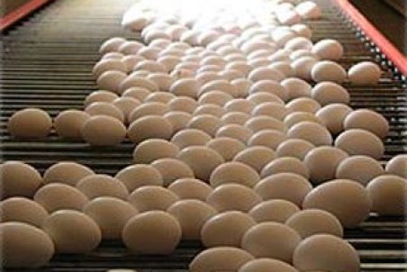 دخالت دولت در توزیع تخم مرغ غلط است/سوداگری علت افزایش قیمت تخم مرغ