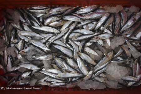 صادرات قزل آلا به ۱۰ هزار تن می‌رسد/ نرخ هر کیلو قزل آلا ۴۸ هزار تومان