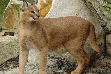 زیست گونه نادر و کمیاب «سیاه‌گوش» در منطقه آلمابلاغ اسدآباد