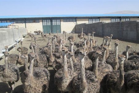 رتبه اول اصفهان در تولید گوشت شترمرغ در کشور